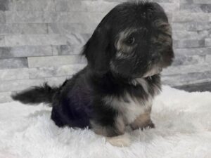 [#97] Black & White Male Havanese Puppies For Sale