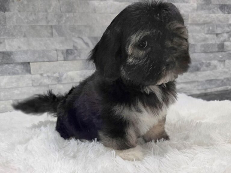 Havanese Dog Male Black & White 97