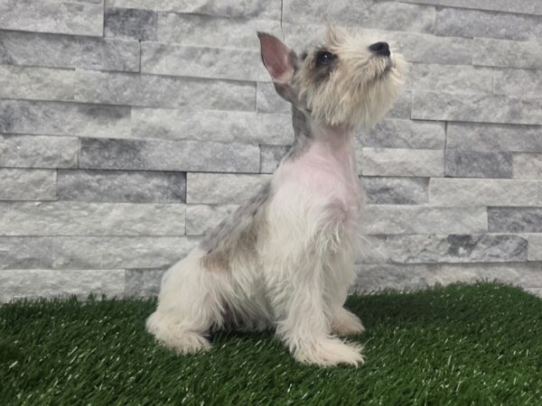 [#106] Blue Merle Parti Female Miniature Schnauzer Puppies For Sale
