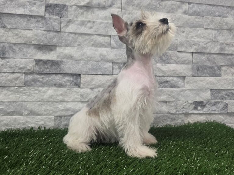 Miniature Schnauzer Dog Female Blue Merle Parti 106
