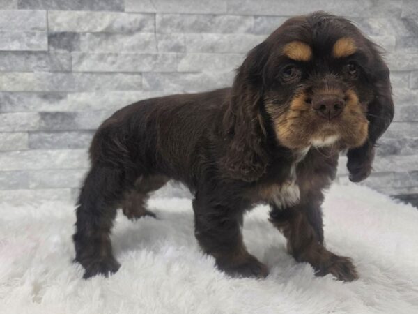 [#103] Chocolate & Tan Female Cocker Spaniel Puppies For Sale