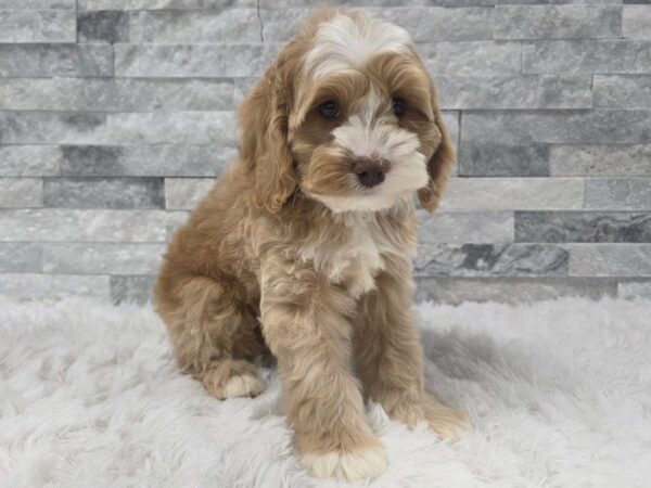 [#102] Buff Male Cockapoo Puppies For Sale
