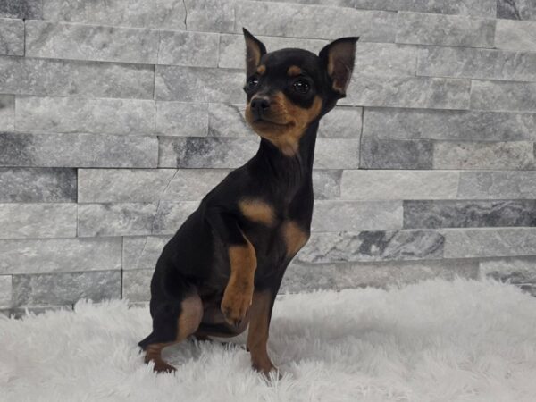 [#105] Black & Tan Male Miniature Pinscher Puppies For Sale