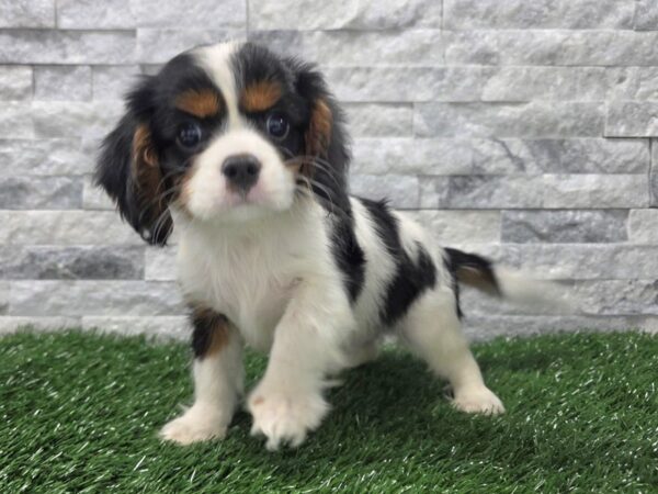 [#107] Black, Tan & White Male Cavalier King Charles Spaniel Puppies For Sale