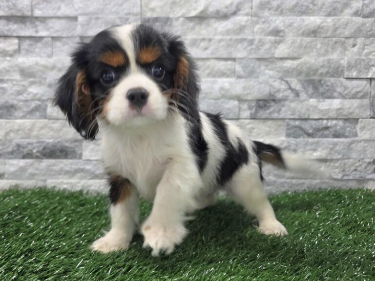 Cavalier King Charles Spaniel Dog Male Black, Tan & White 107