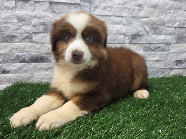[#115] Red, Tan & White Male Miniature American Shepherd Puppies For Sale
