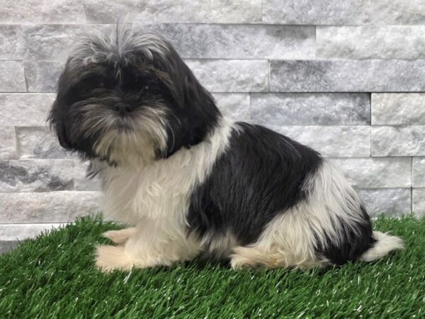 [#118] Black & White Female Shih Tzu Puppies For Sale