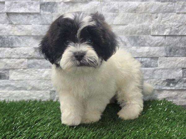 [#120] Black & White Female Teddy Bear Puppies For Sale