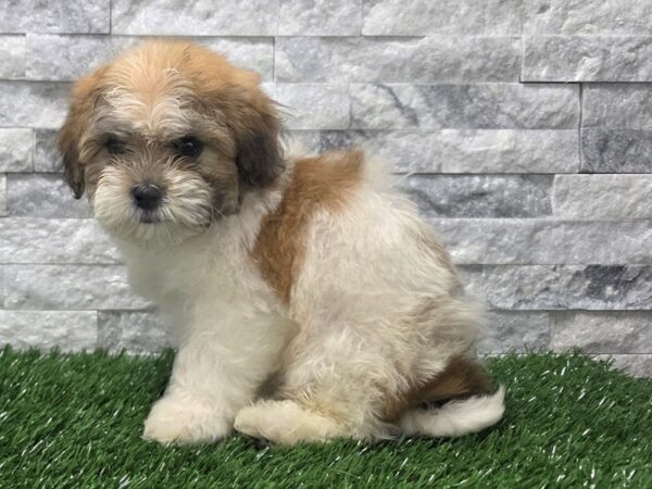 [#119] Brown & White Male Teddy Bear Puppies For Sale