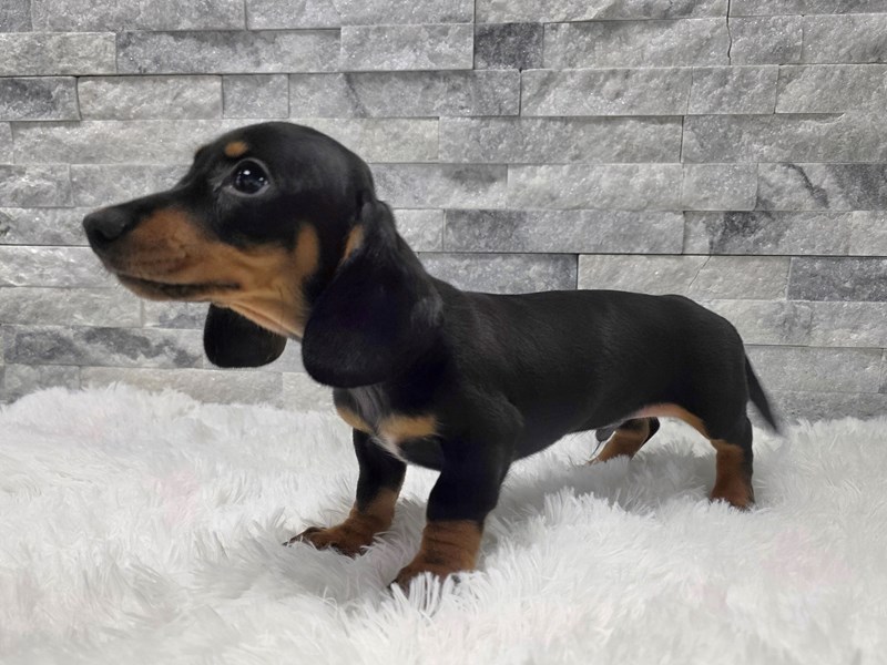 Dachshund in Mesa, AZ