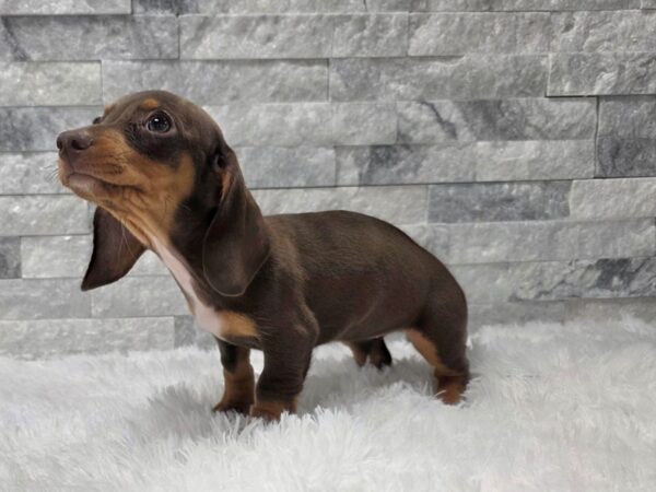 [#111] Chocolate & Tan Pied Female Dachshund Puppies For Sale