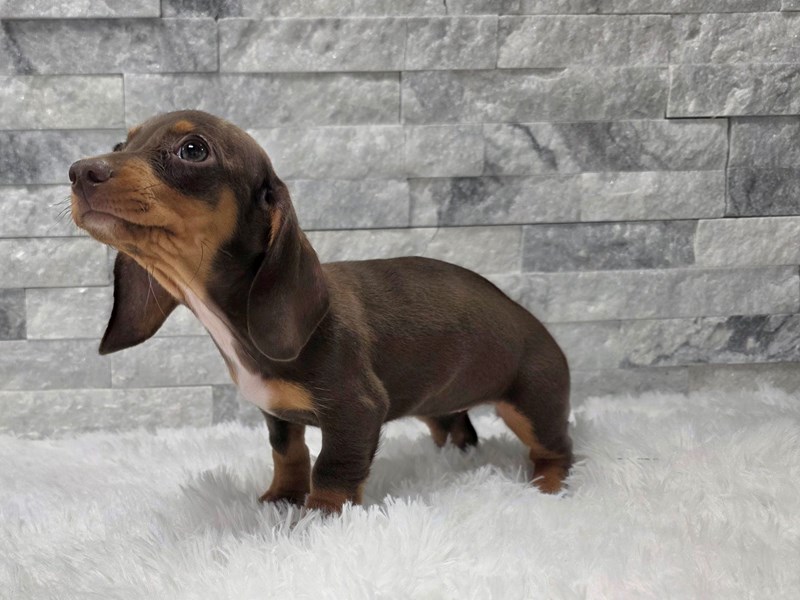 Dachshund in Mesa, AZ
