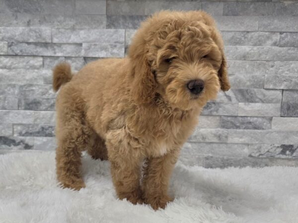 [#121] Golden Male Mini Goldendoodle Puppies For Sale