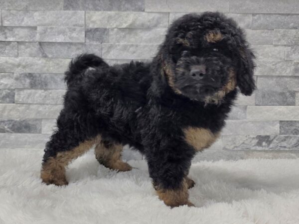 [#122] Black Tri Male Mini Goldendoodle Puppies For Sale