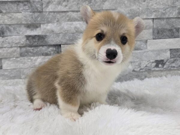 [#127] Sable & White Male Pembroke Welsh Corgi Puppies For Sale