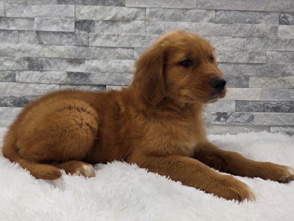 Golden Retriever