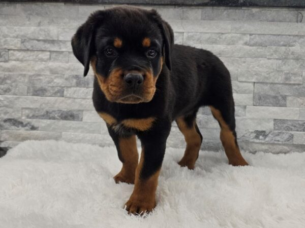 [#136] Black & Tan Male Rottweiler Puppies For Sale
