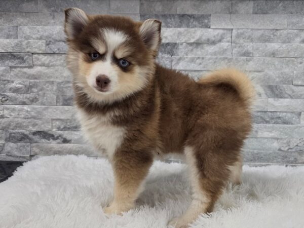 [#133] Brown & White Blue Eye Female Pomsky Puppies For Sale