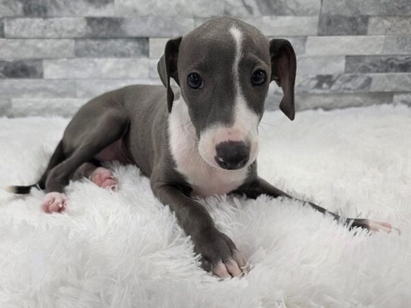 [#132] Black & White Male Italian Greyhound Puppies For Sale