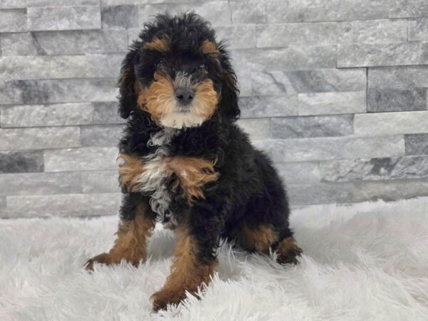 [#134] Black & Tan Female Miniature Poodle Puppies For Sale