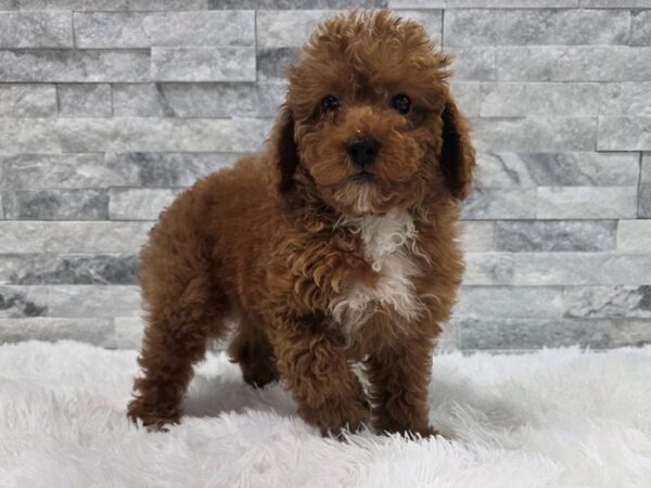[#135] Red Male Miniature Poodle Puppies For Sale