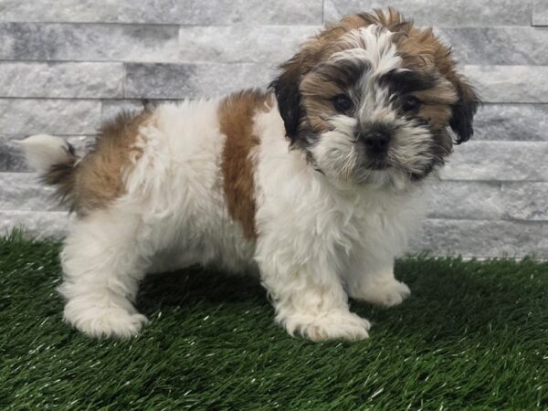 [#129] Gold & White Female Teddy Bear Puppies For Sale
