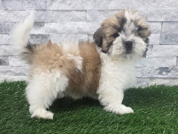 [#128] Gold & White Male Teddy Bear Puppies For Sale