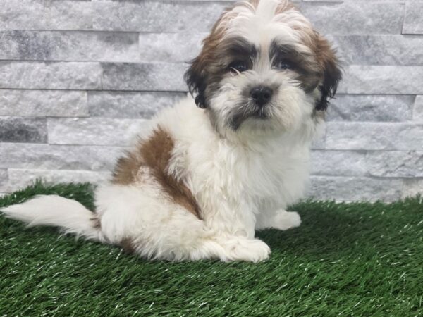 [#130] Gold & White Male Teddy Bear Puppies For Sale