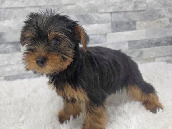 Yorkshire Terrier-Dog-Male-Blue & Tan-139-Petland Scottsdale, Arizona