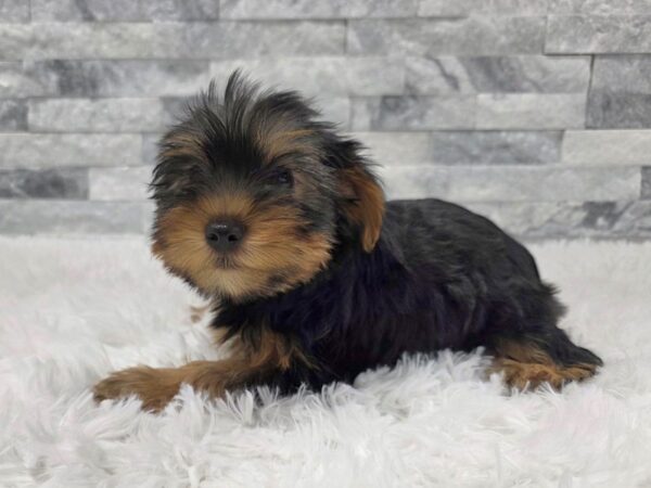 [#137] Black & Tan Female Yorkshire Terrier Puppies For Sale
