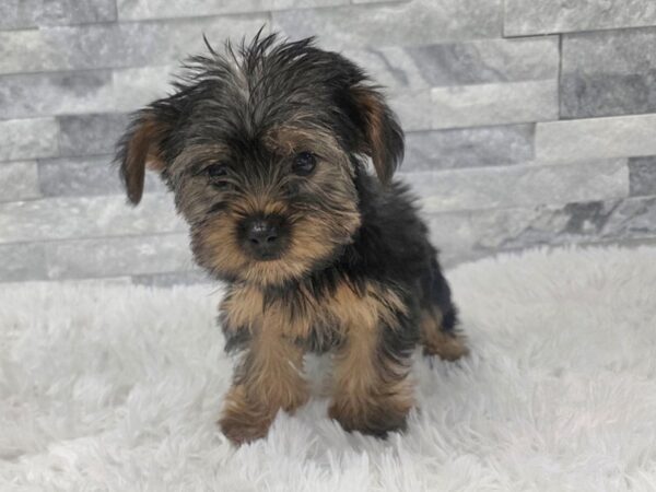 Yorkshire Terrier Dog Female Black & Tan 138 Petland Scottsdale, Arizona