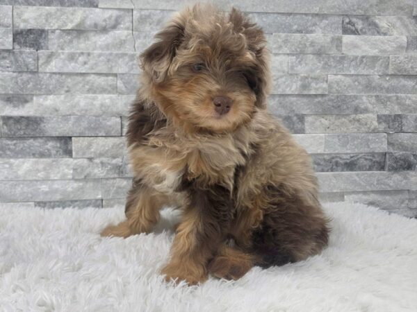 [#142] Chocolate Merle Female Aussiedoodle Puppies For Sale