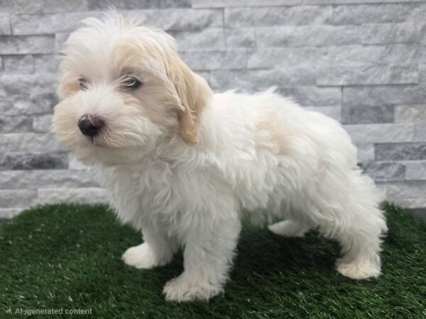 [#146] Red Female Maltipoo Puppies For Sale