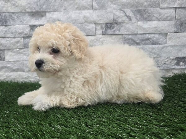 [#143] Apricot Male Bichapoo Puppies For Sale