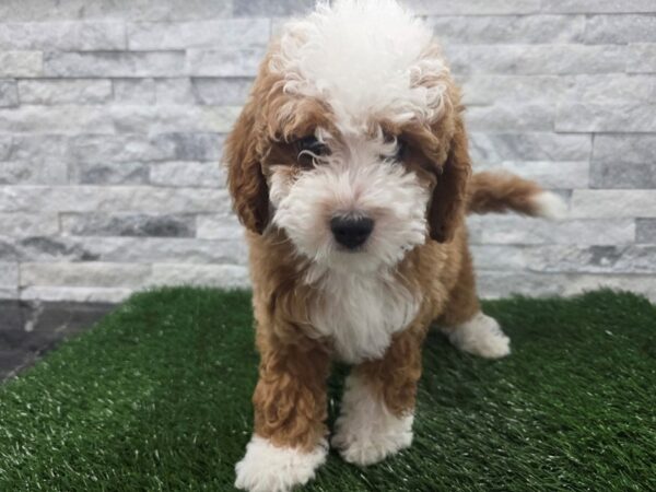[#141] Red Abstract Male Cavapoo Puppies For Sale