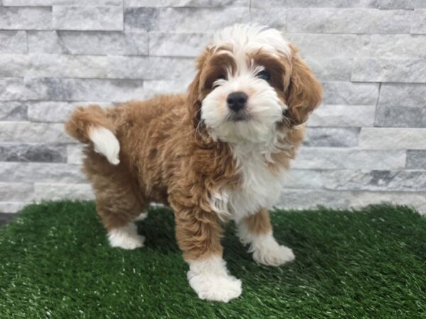 Cavapoo