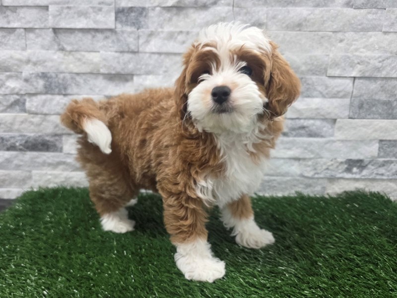 Cavapoo in Mesa, AZ
