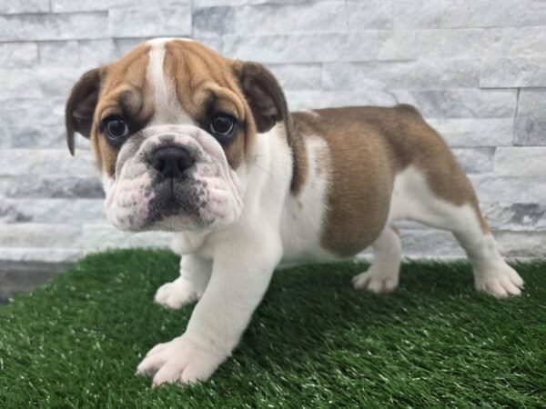 [#144] Red & White Male English Bulldog Puppies For Sale