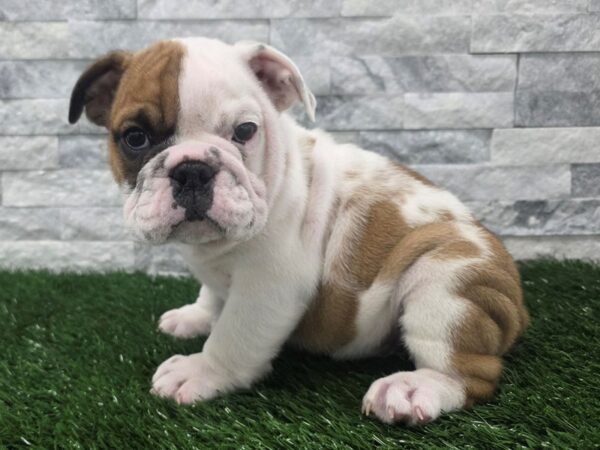 [#147] Red & White Male English Bulldog Puppies For Sale