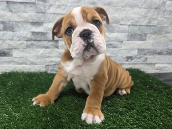 [#148] Red & White Female English Bulldog Puppies For Sale