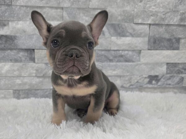 [#145] Blue & Tan Male French Bulldog Puppies For Sale