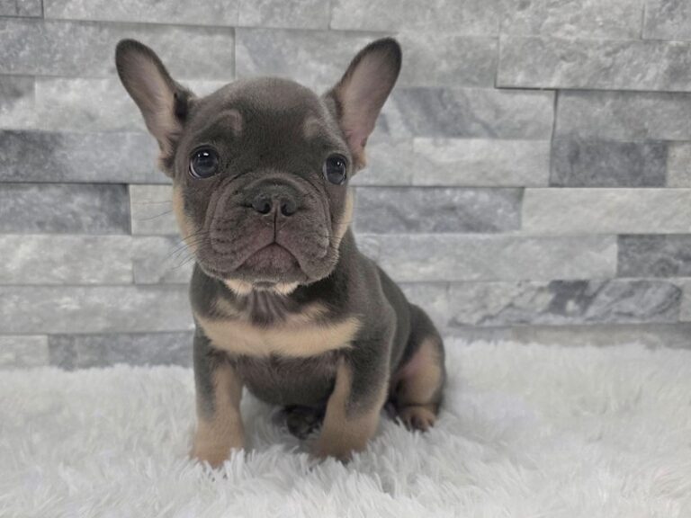 French Bulldog Dog Male Blue & Tan 145