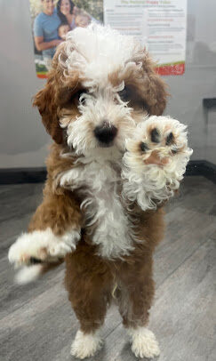A Petland Scottsdale puppy raising a paw